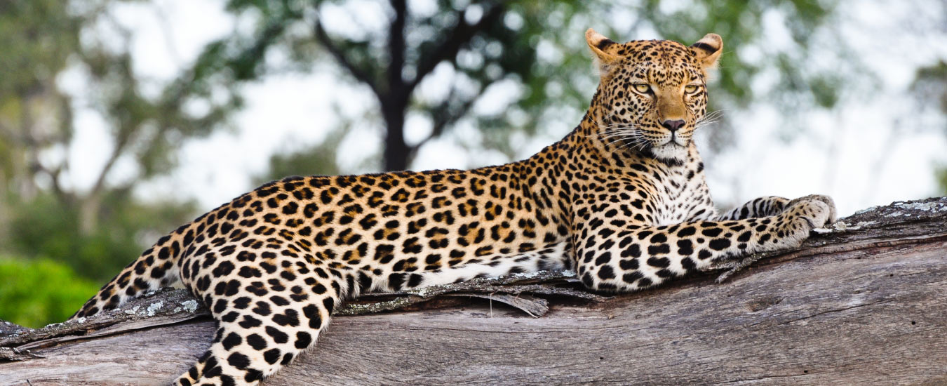 Jhalana Leopard Safari